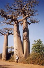 fotka stromu Baobab